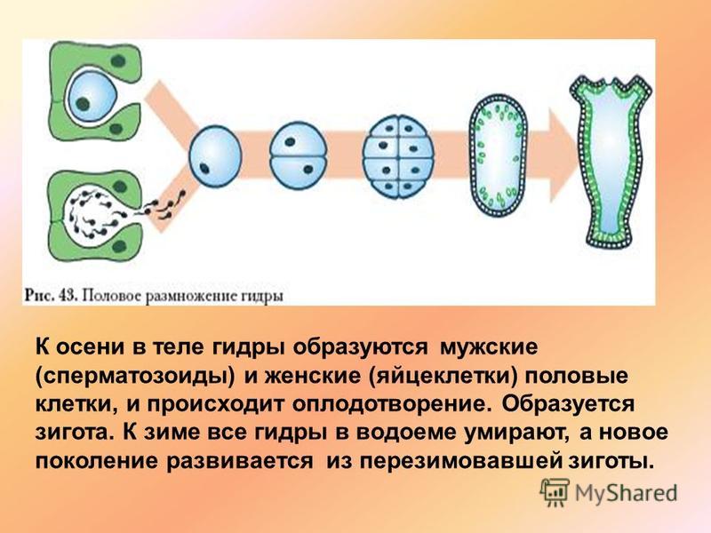 Зеркала на кракен kraken014 com